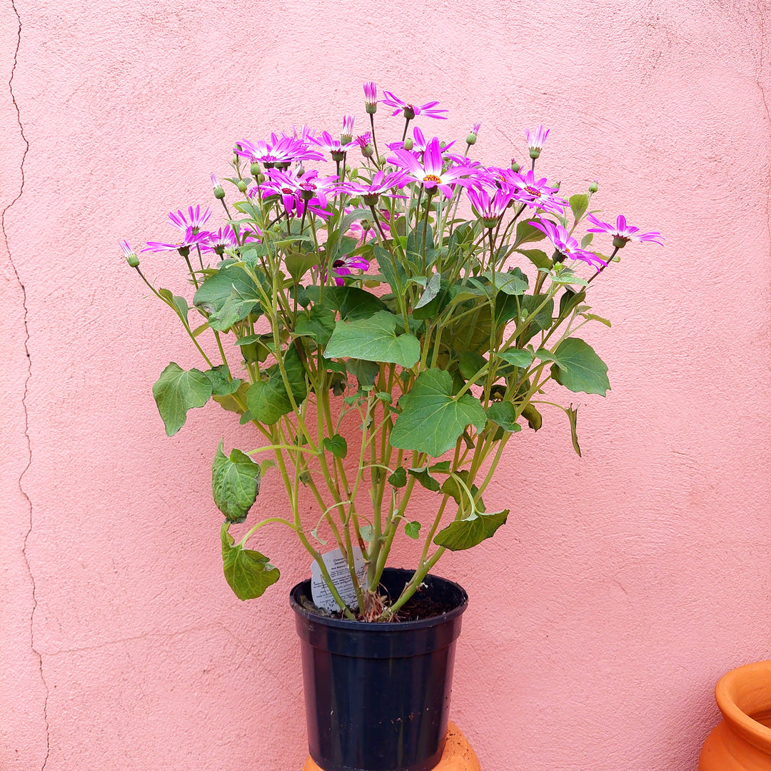 Cineraria Senetti Uk Grown
