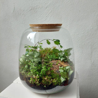 Plant studio Terrarium Nana Ficus