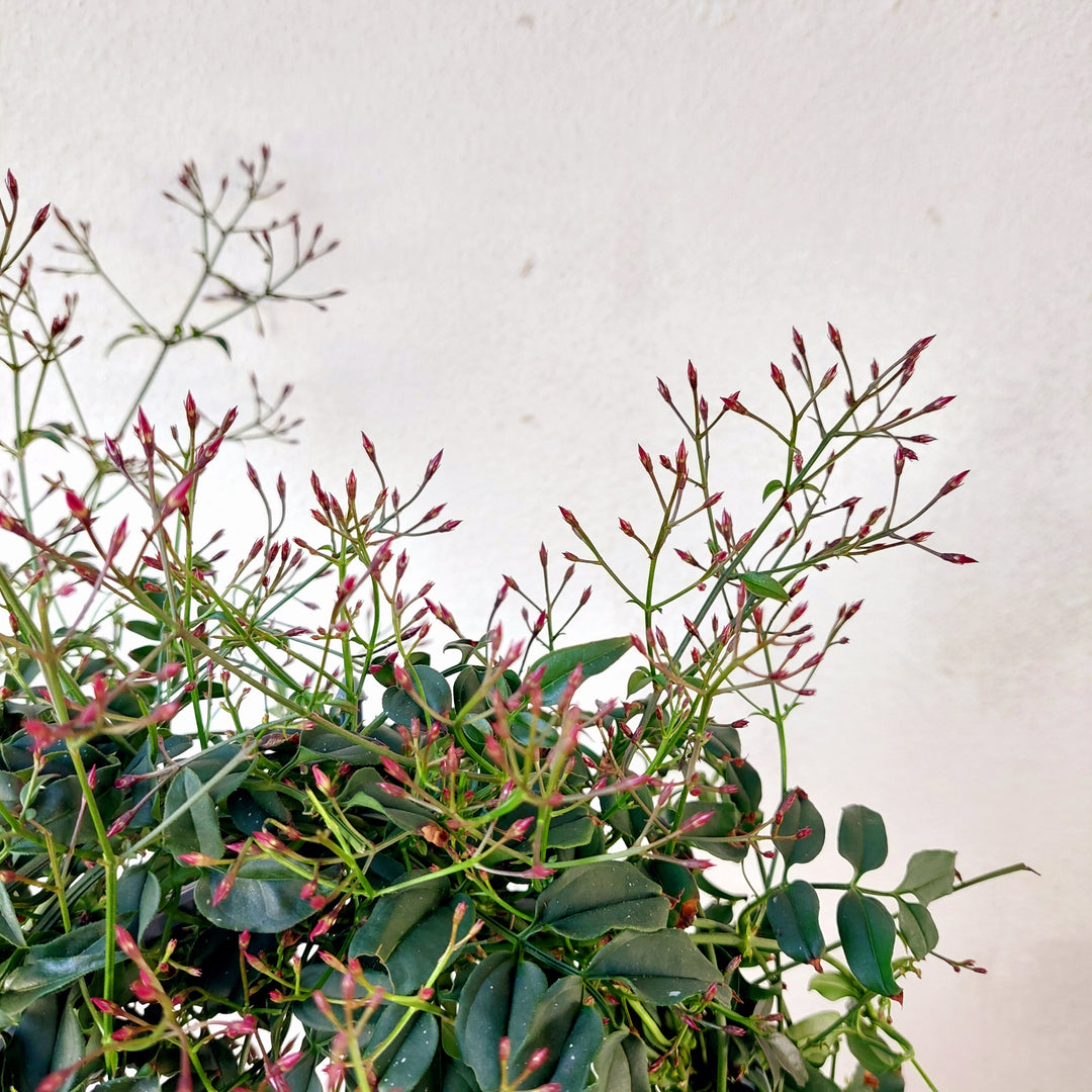 winter jasmine indoor plant asminum polyanthum 'Winter Jasmine' — Fragrant Winter-Flowering Indoor Jasmine Houseplant UK – Plant Studio