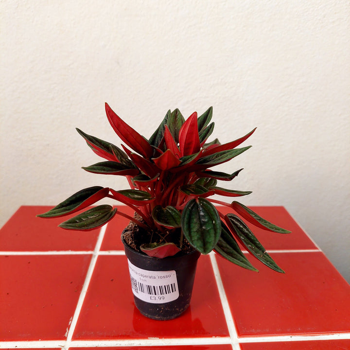 Peperomia caperata ‘Rosso’ -  Ripple Leaf Peperomia