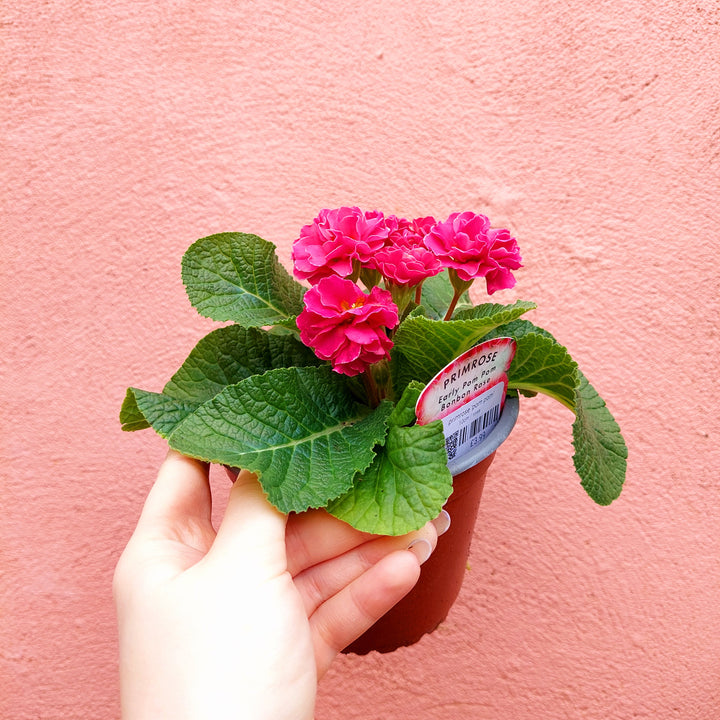 Primrose ‘Pom Pom’