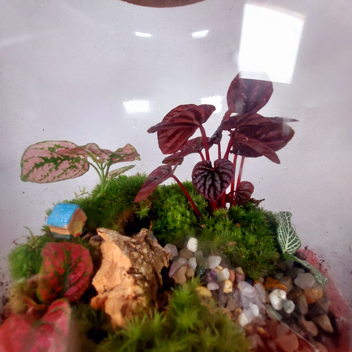 Plant.Studio 'Mulberry' Terrarium