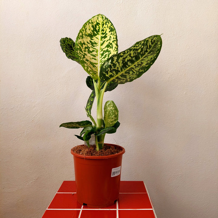 Dieffenbachia reflector