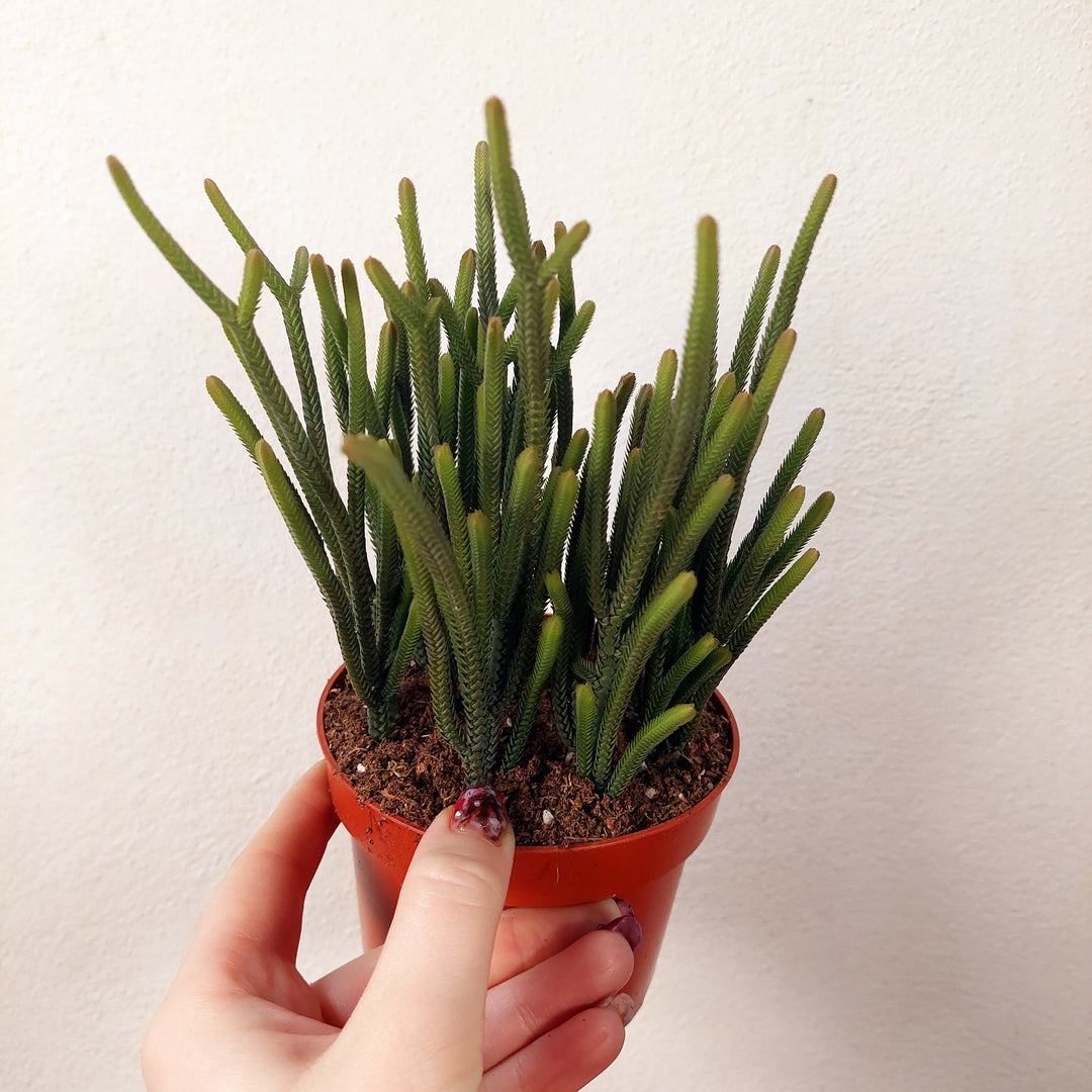 muscosa succulent Crassula muscosa 'Harmony in Green'