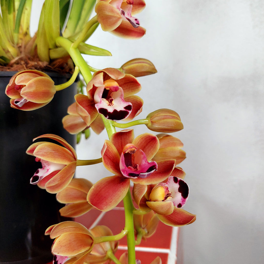 Cymbidium ‘Novia’ - boat orchid