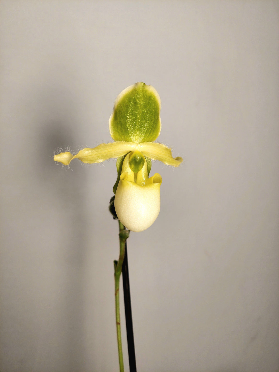 Paphiopedilum ‘Pinocchio’ - Lady’s Slipper Orchid-Venus Slipper