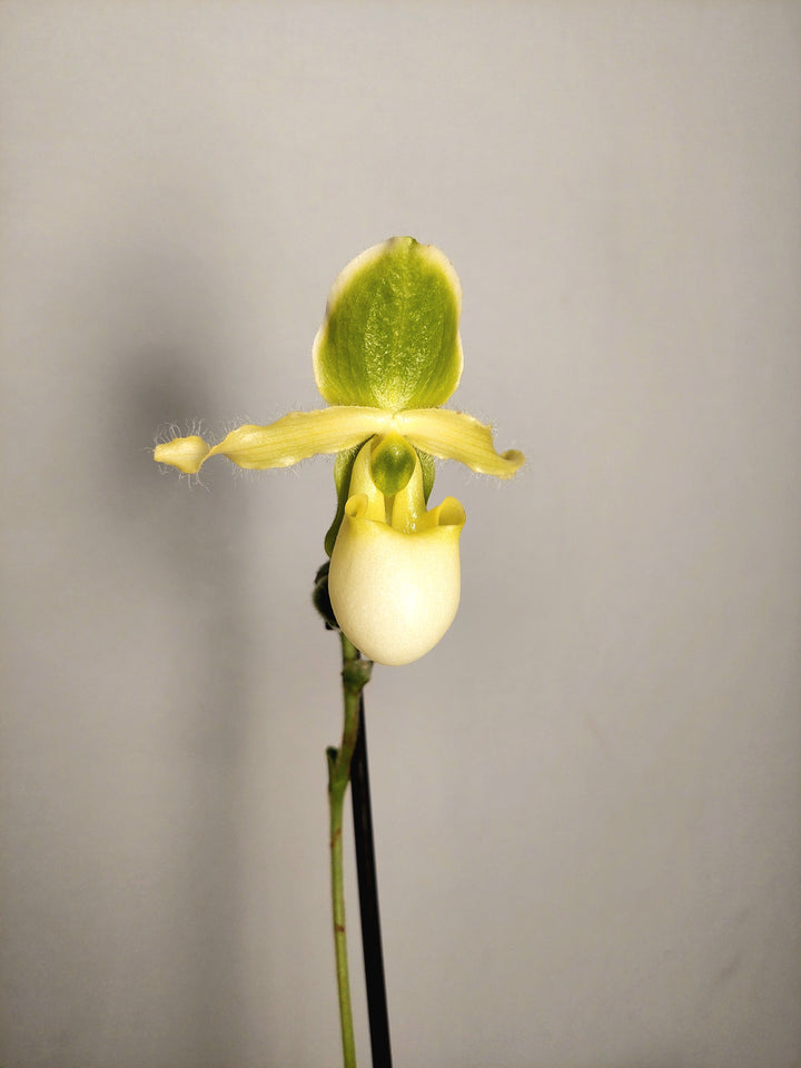 Paphiopedilum ‘Pinocchio’ - Lady’s Slipper Orchid-Venus Slipper