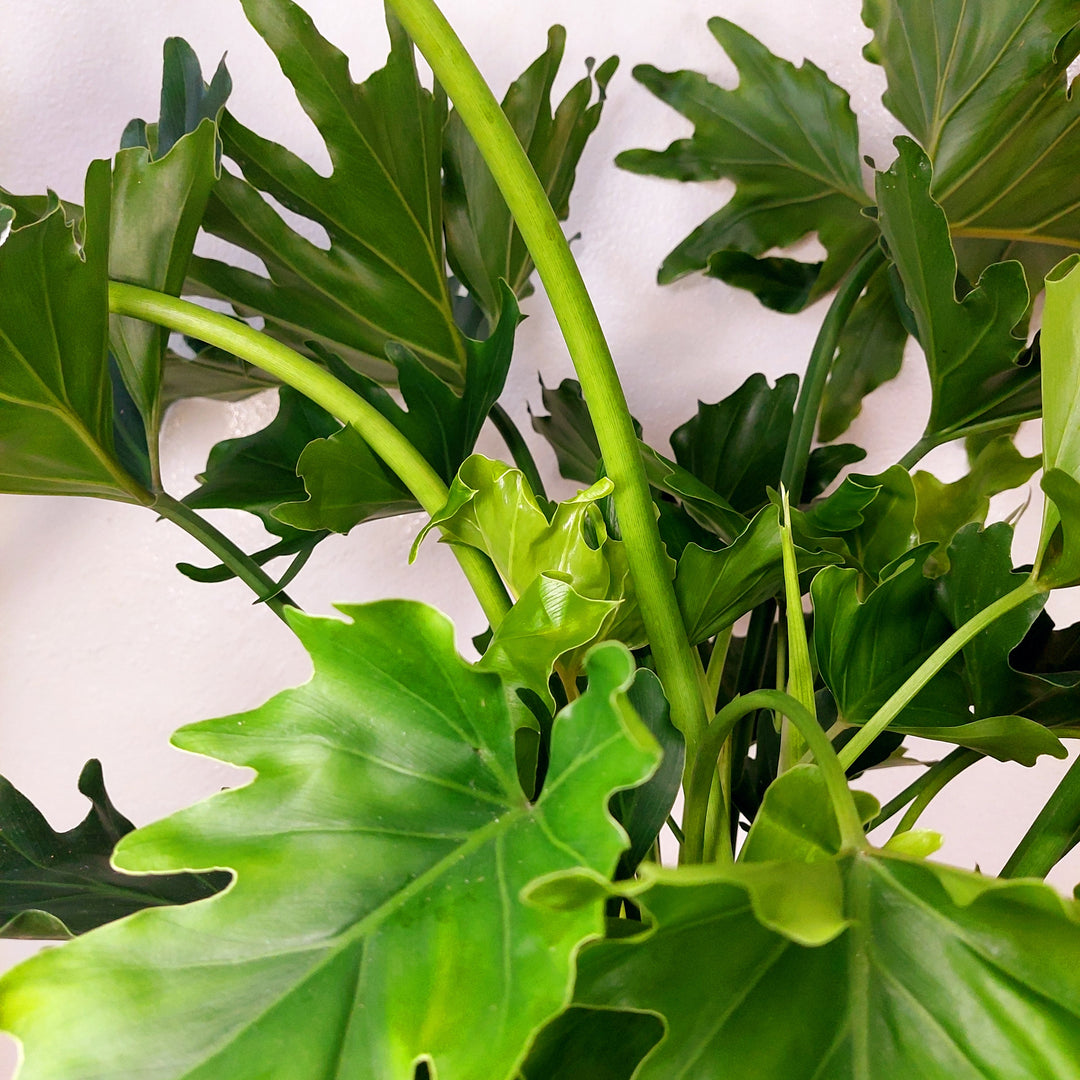 hope philodendron bipinnatifidum Philodendron Selloum 'hope' -Philodendron bipinnatifidum