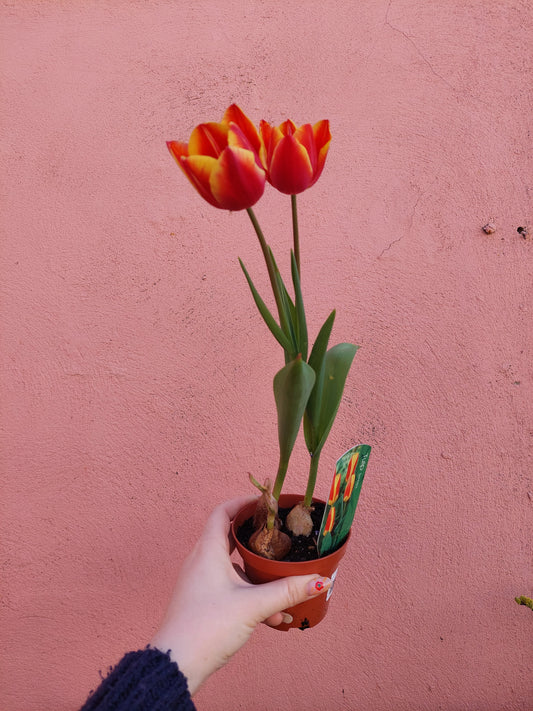 Tulip Striped