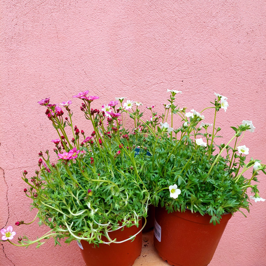 Saxifraga Lucky Dip - UK Grown