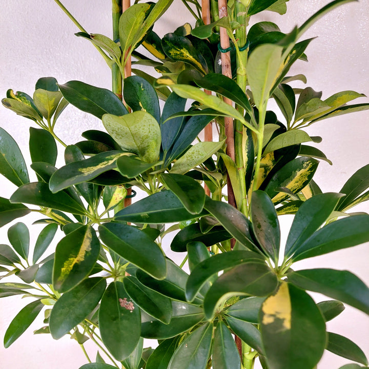 Schefflera 'Gold Capella' - umbrella tree