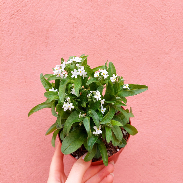 forget me not 'Mon Amie'-Myosotis sylvatica lucky Dip