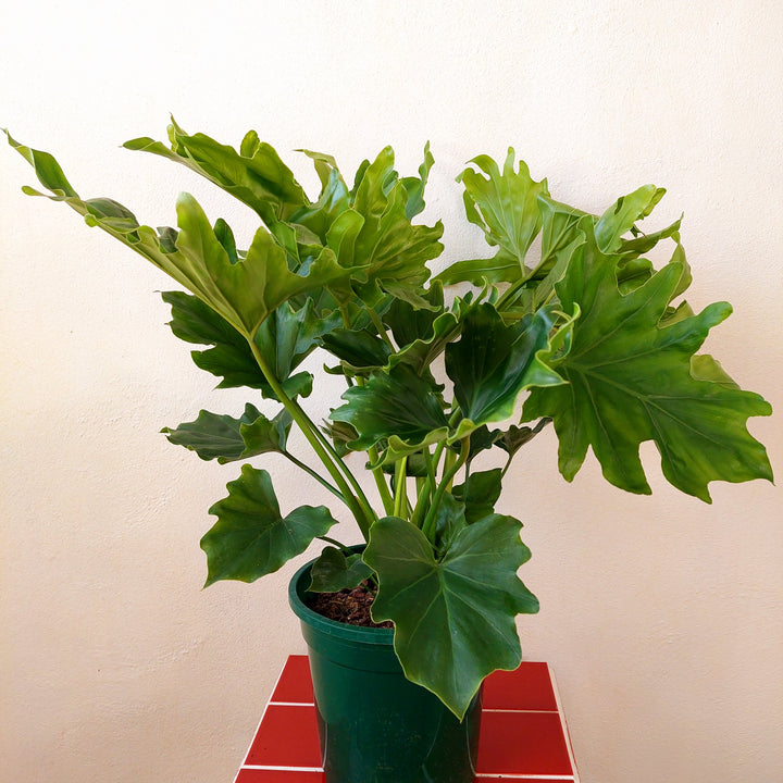 Philodendron ‘Little Hope’ – Tree Philodendron