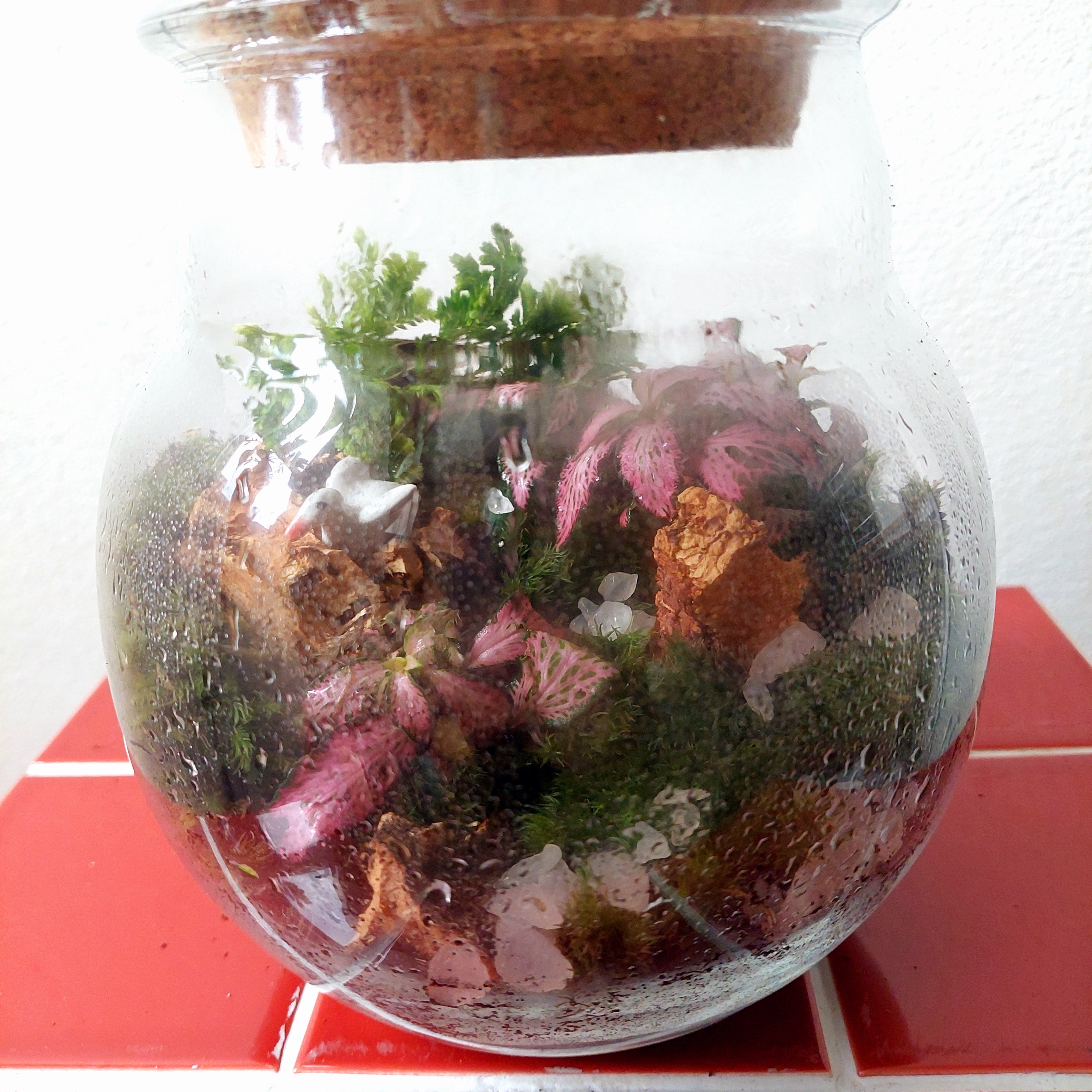 Gifts for Plant Lovers