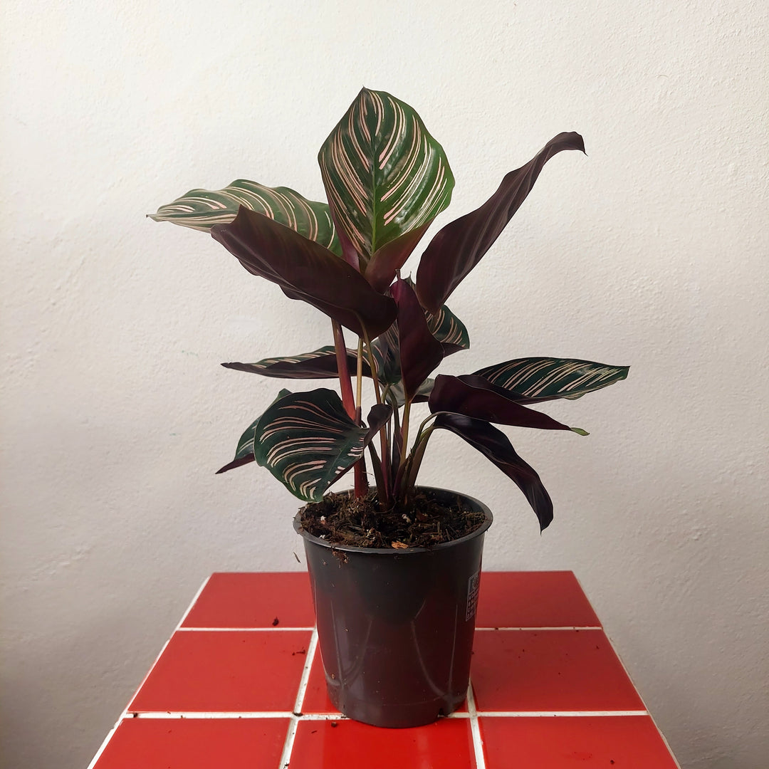 Calathea ornata ‘Sanderiana’ - Pinstripe Plant