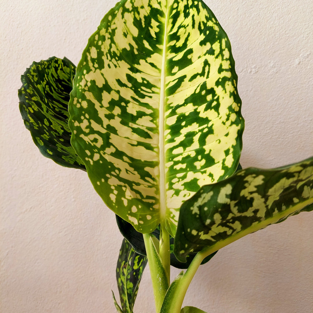 Dieffenbachia reflector