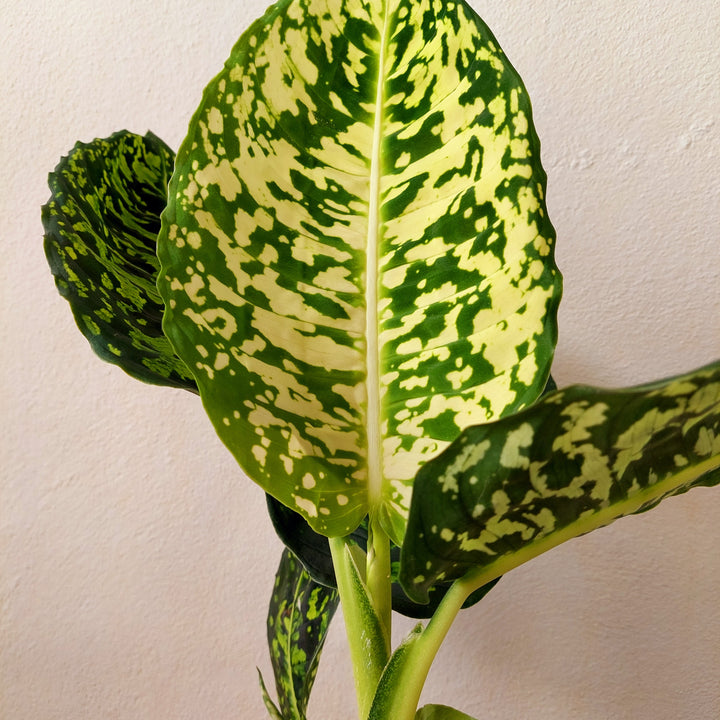Dieffenbachia reflector