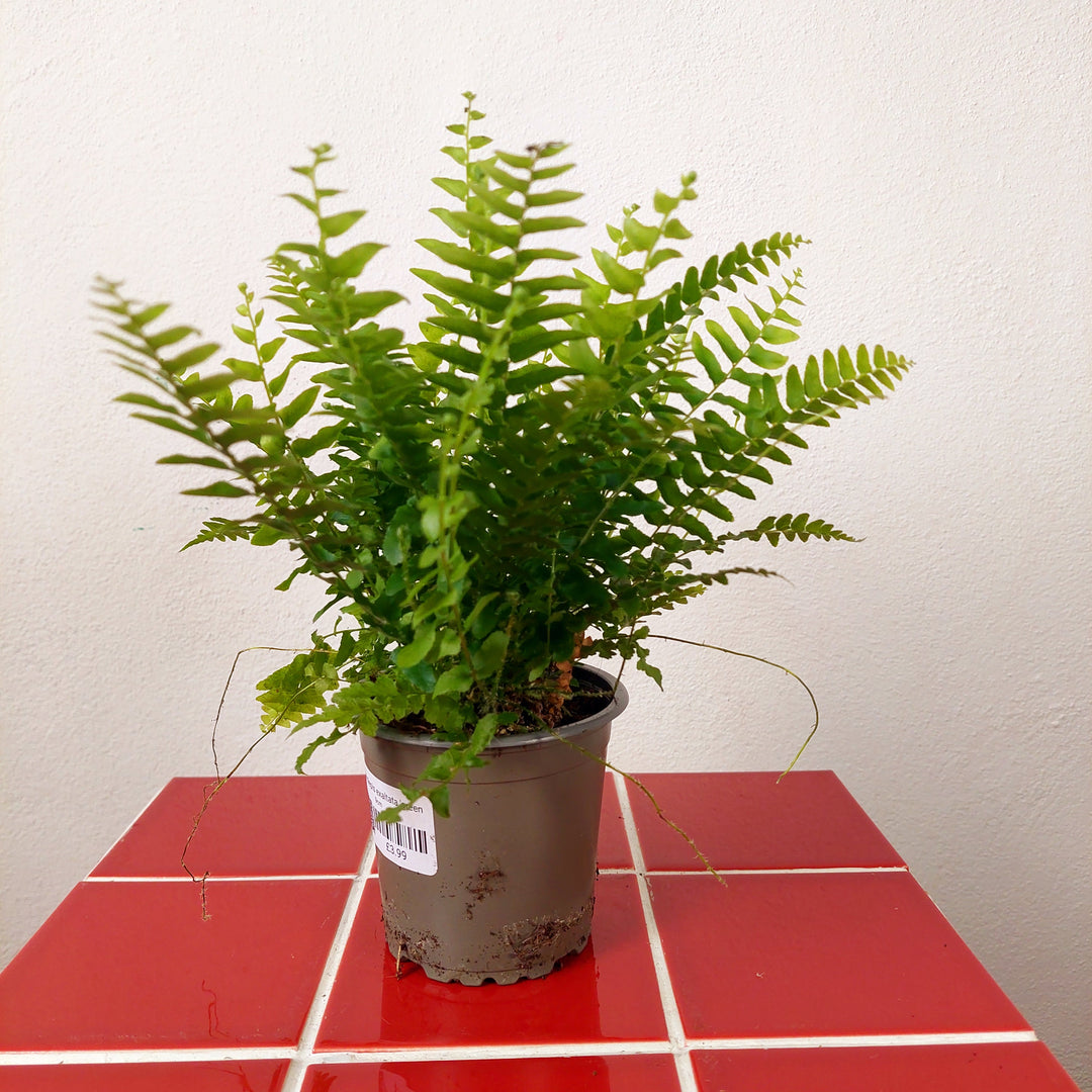 Nephrolepis exaltata 'Green Delight' – Boston Fern