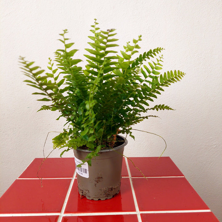 Nephrolepis exaltata 'Green Delight' – Boston Fern