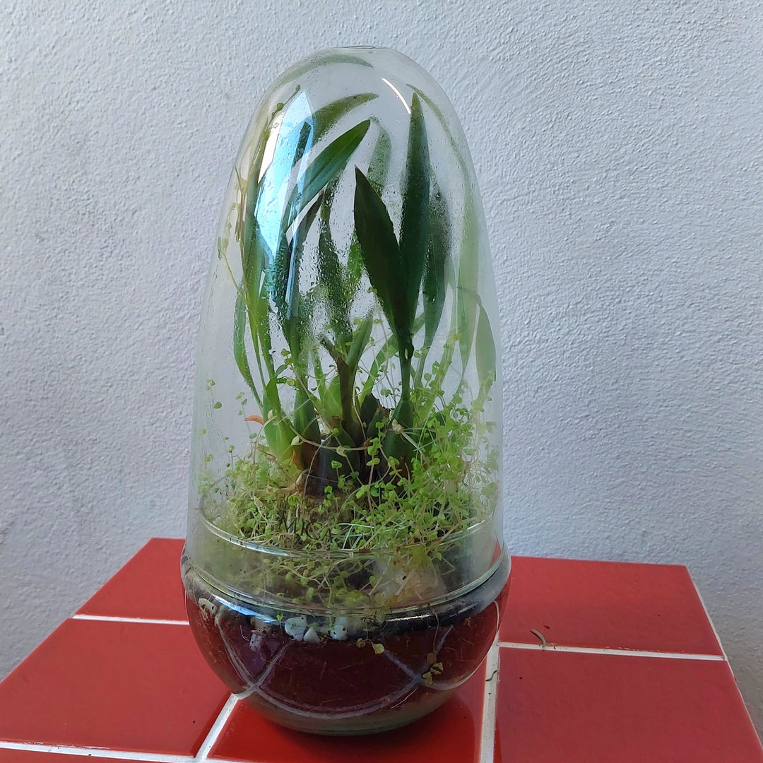 Plant.Studio  'Phil' Terrarium