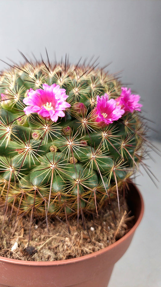 Mammillaria Spinosissima -spiny pincushion cactus