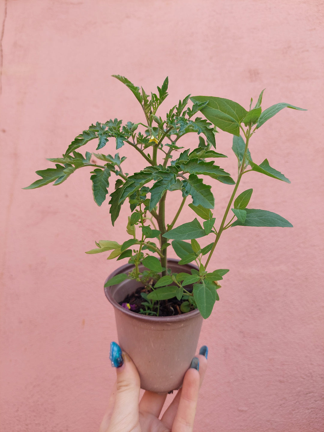 Salad Tomato