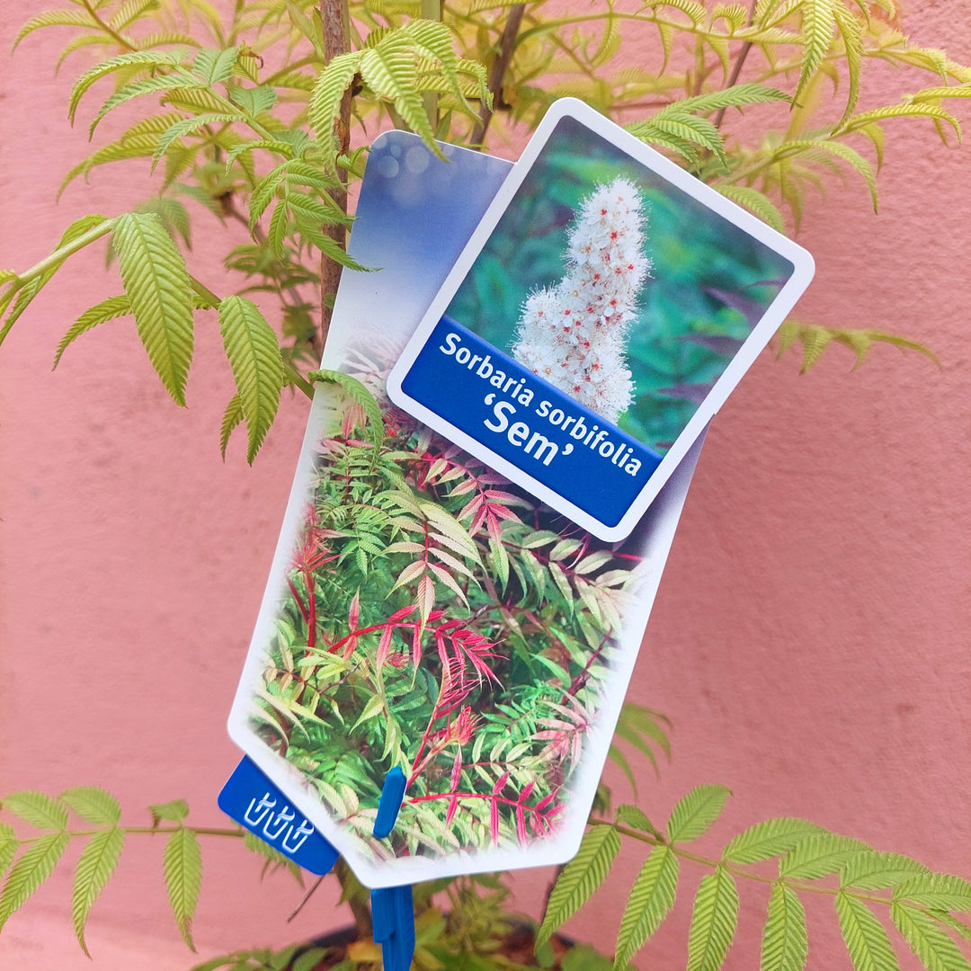Sorbaria sorbifolia ‘Sem’ - Compact False Spirea