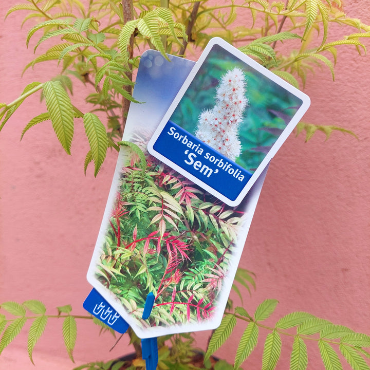 Sorbaria sorbifolia ‘Sem’ - Compact False Spirea