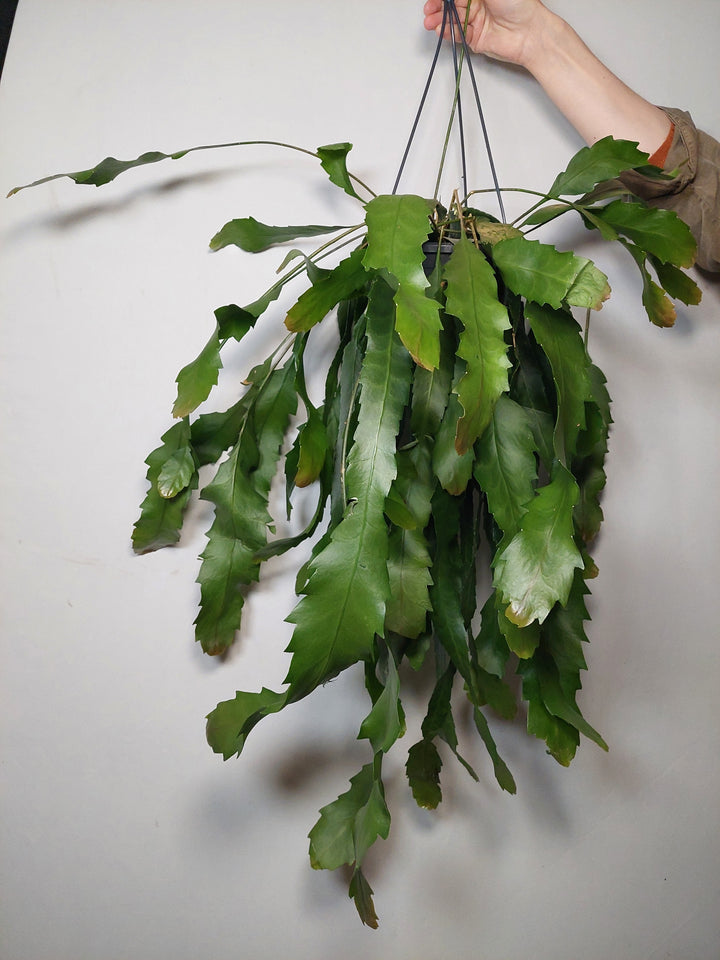 Lepismium Houlletianum