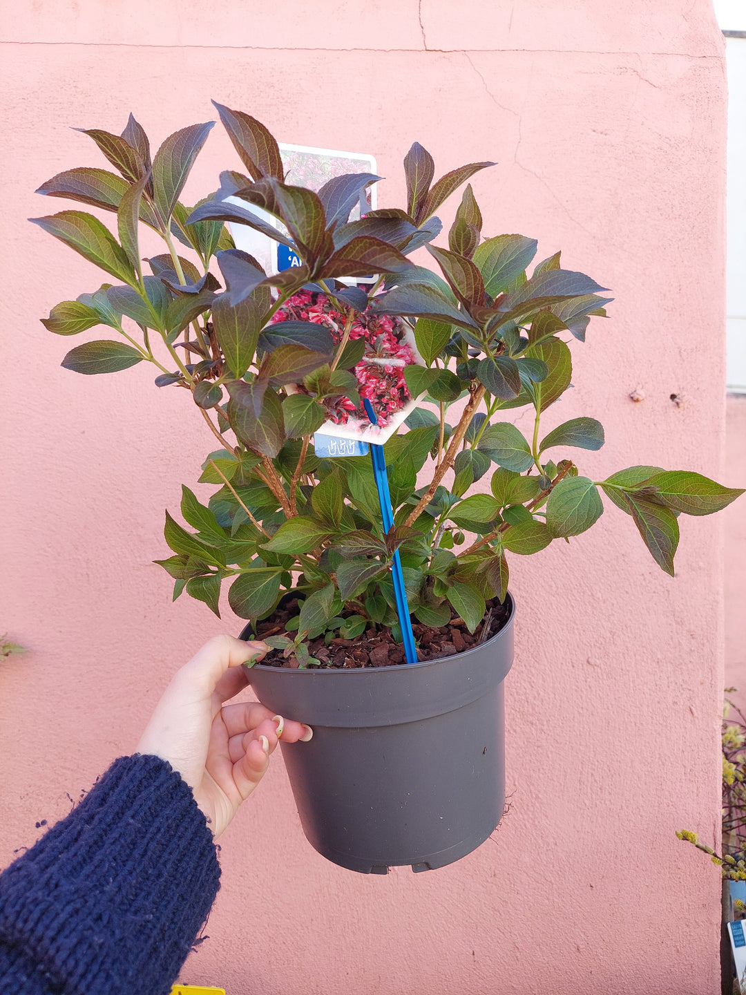 Weigela florida 'Alexandra'