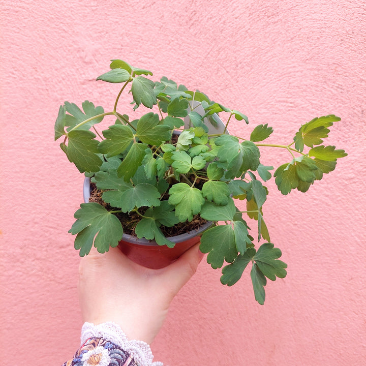 Aquilegia Lucky Dip- UK grown