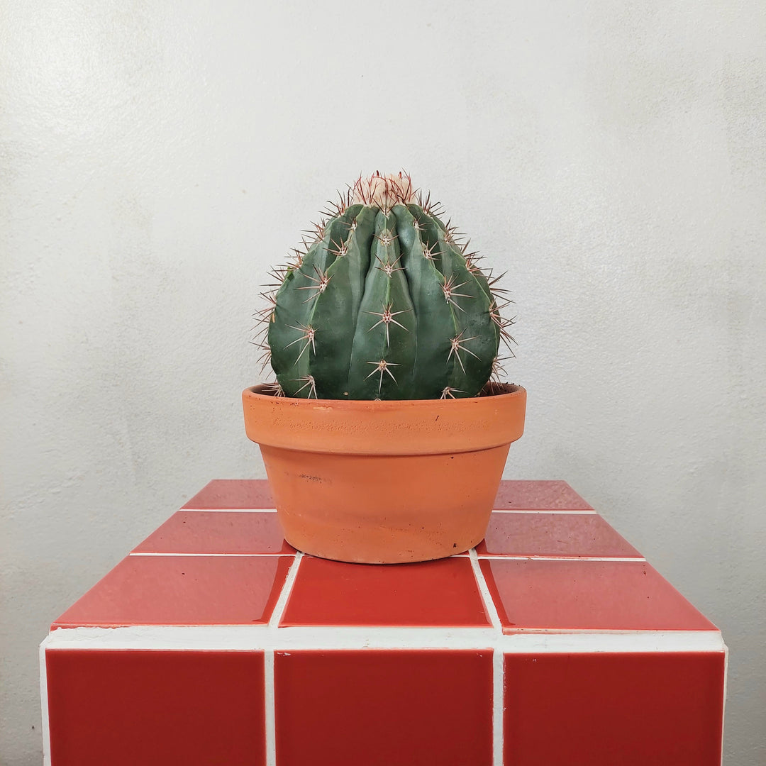 Melocactus maxonii ‘Inermis’ – Spineless Turk’s Cap Cactus In Terracotta