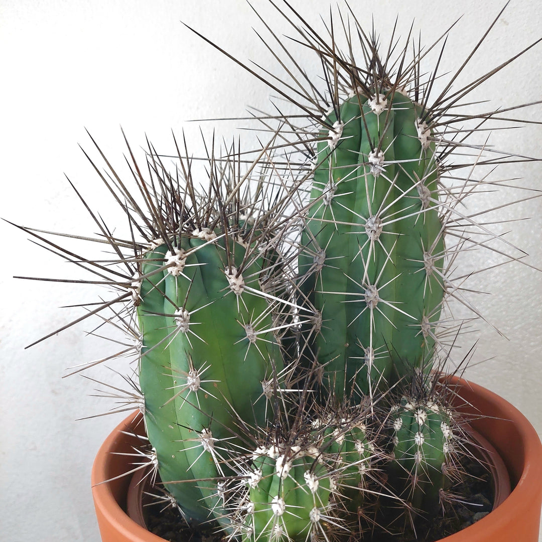 Stetsonia coryne (Toothpick Cactus) in Terracotta