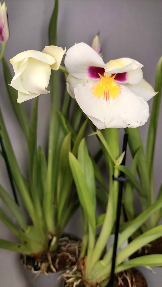 Miltoniopsis Orchid Mix