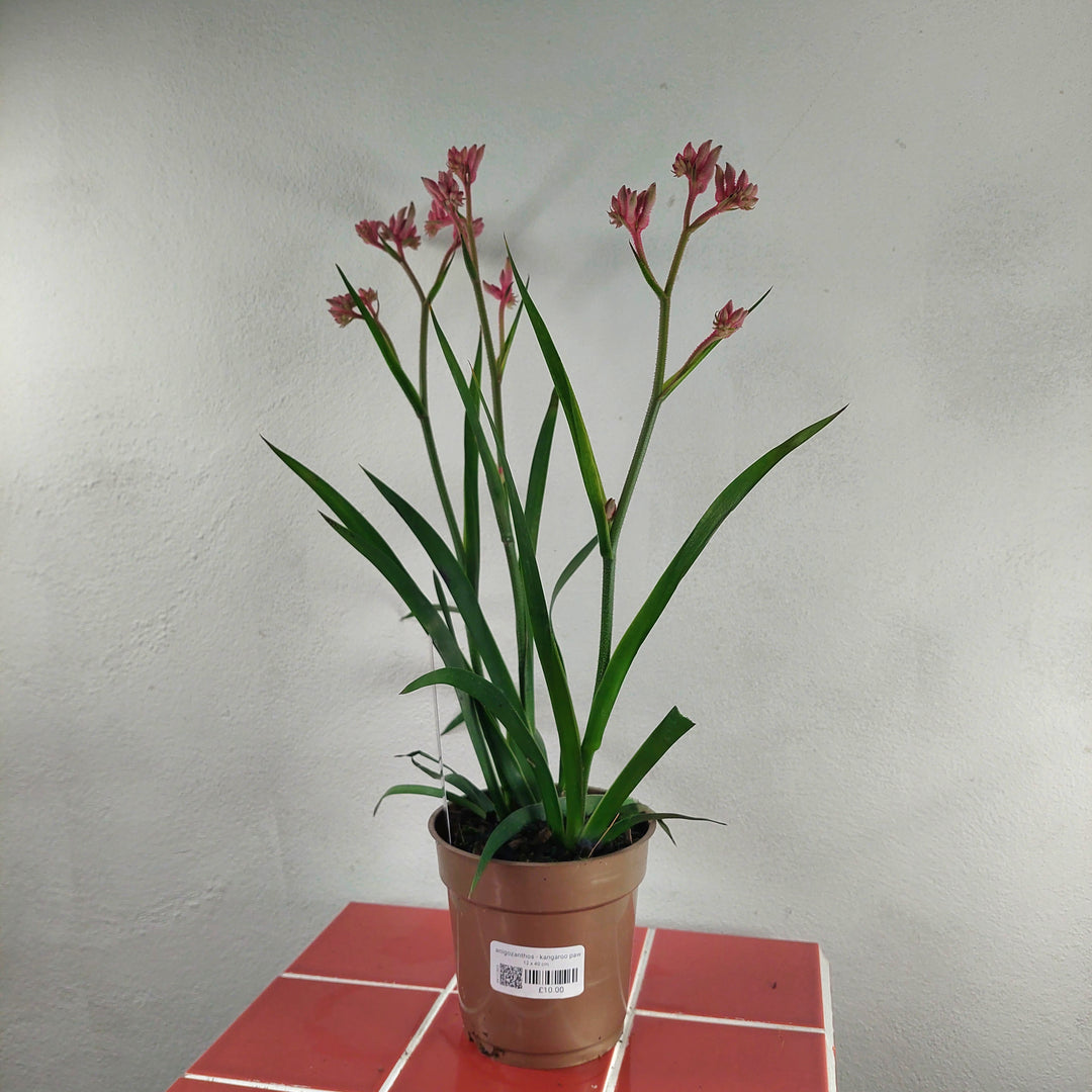 Anigozanthos - Kangaroo Paw