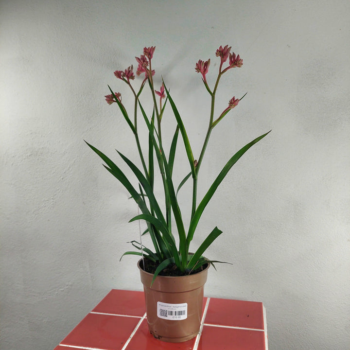 Anigozanthos - Kangaroo Paw
