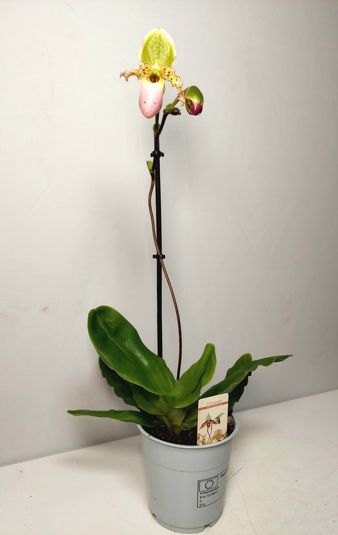 Paphiopedilum ‘Pinocchio’ - Lady’s Slipper Orchid-Venus Slipper