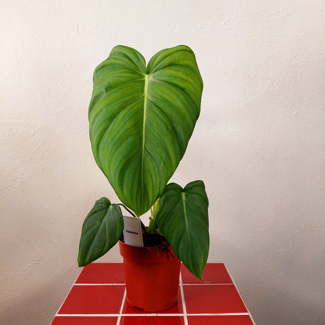 Philodendron Pastazanum