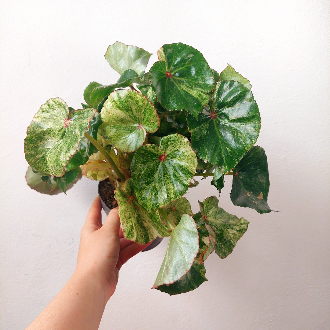Begonia 'Rouge Variegated'