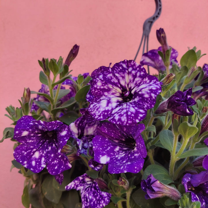 Petunia 'Nightsky'