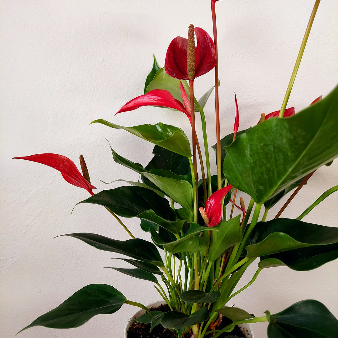 anthurium roja Anthurium 'Banderola Roja' – Red Flamingo Flower | Tropical Indoor Plant