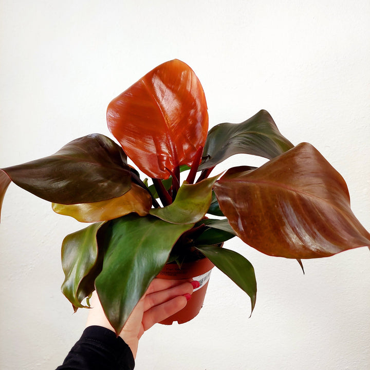 Philodendron 'Sunlight'