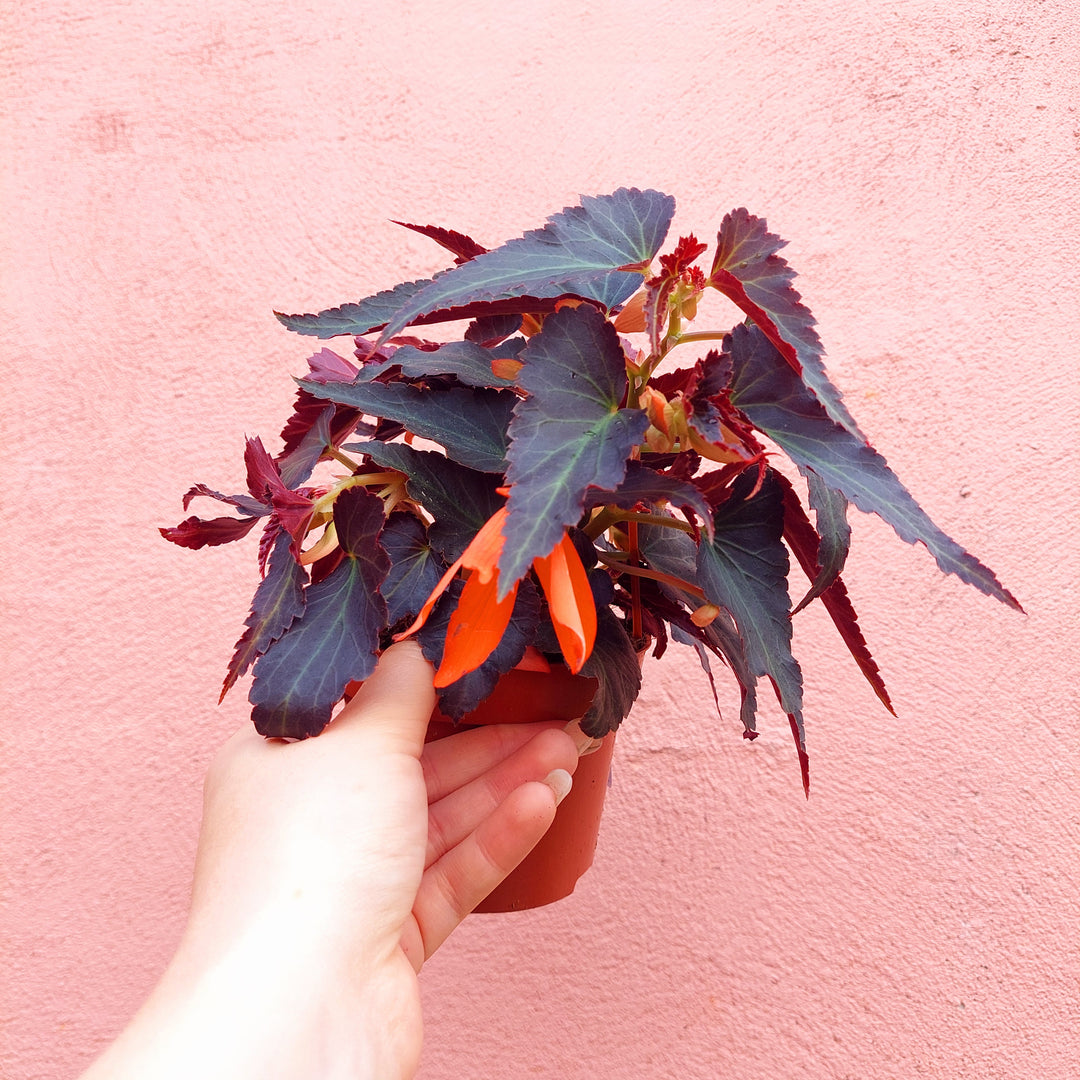 Begonia tenella lucky dip mix