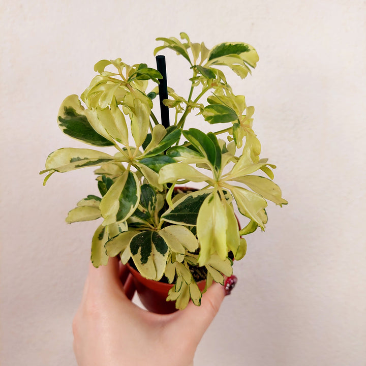 Schefflera mini mix- umbrella tree