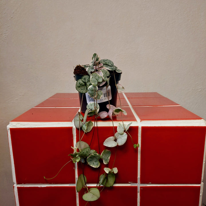 Varigated Ceropegia woodii - String of Hearts