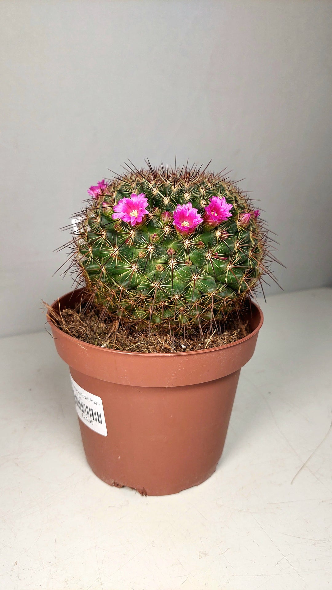 Mammillaria Spinosissima -spiny pincushion cactus