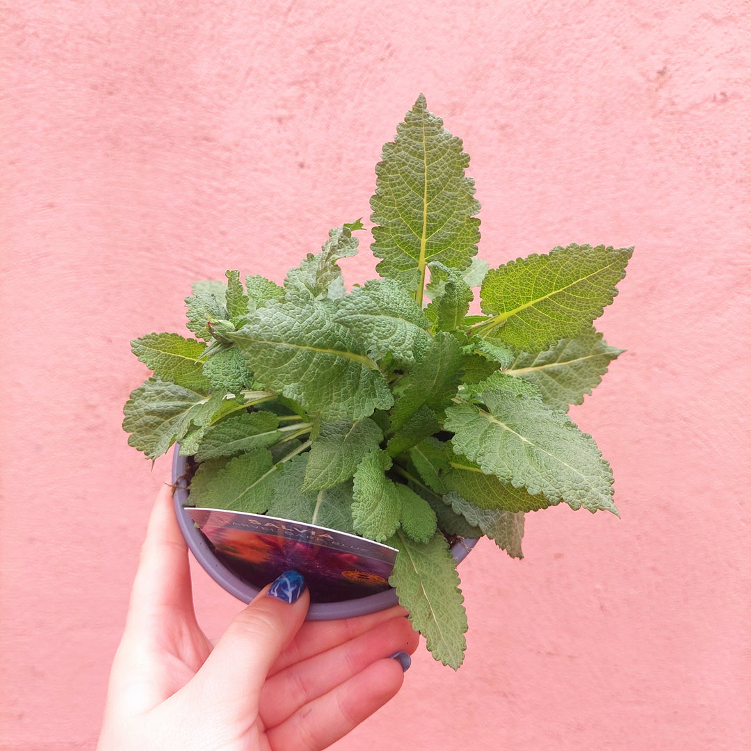 Salvia nemorosa ‘Marvel Dark Blue’ – Hardy Salvia (UK Grown)