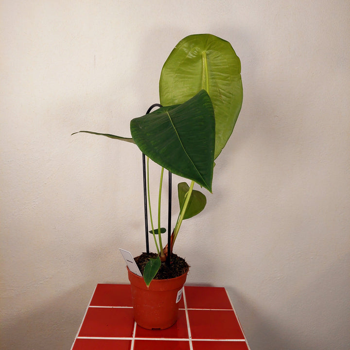 Anthirium Peltigerum - Turtle Shield Anthirium