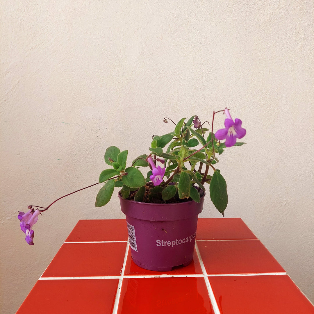 Streptocarpus saxorum – False African Violet