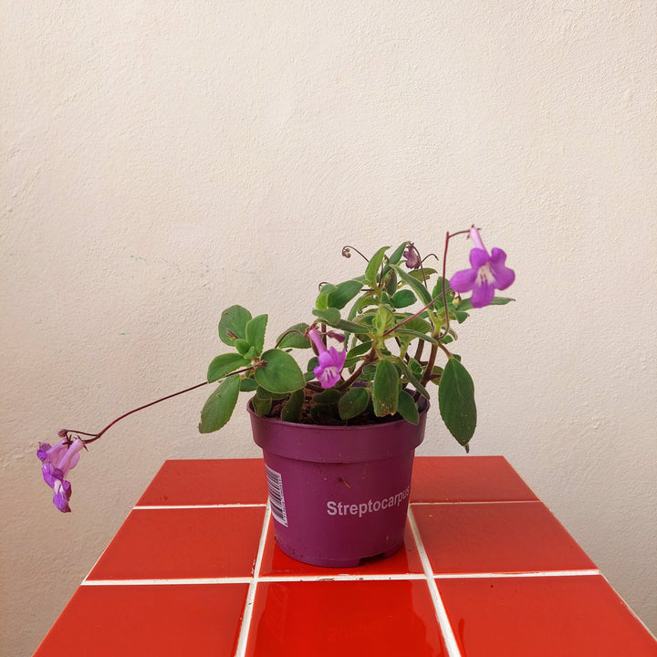 Streptocarpus saxorum – False African Violet